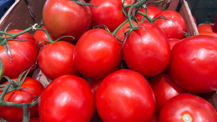 Fresh red tomatoes with green stems in bulk close-up