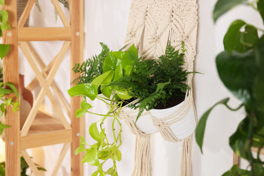 Beautiful potted houseplants hanging in macrame planter on white wall