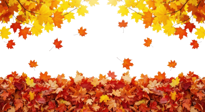 Isolated foliage. Maple autumn leaves. Fall leaf branch