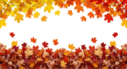 Isolated foliage. Maple autumn leaves. Fall leaf branch