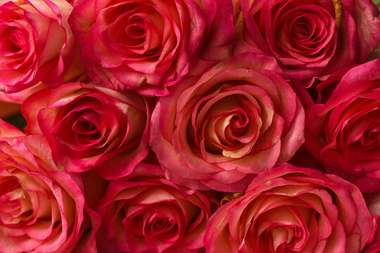 bouquet of red roses. Floral background. Roses for sale.  Beautiful natural bright pink roses pattern background. Valentine, wedding, love , romantic concept.