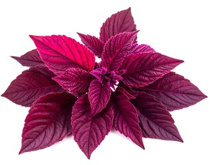 Isolated magenta amaranth plant with vibrant foliage against a white background