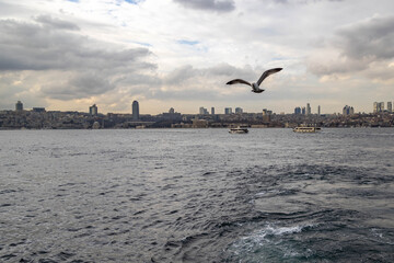 A seagull in flight over the Bosphorus waters, captured from a ferry with the Istanbul skyline in the background. A dynamic symbol of urban wildlife and travel. Istanbul, Turkey.

