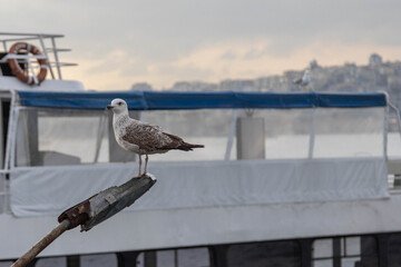 A close-up of a seagull perched on a lamp post at a pier, with a ferry and the Bosphorus waters in the soft background. An urban wildlife moment. Istanbul, Turkey.