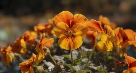 Close-up of vibrant orange pansies in bloom against a blurred, dark background