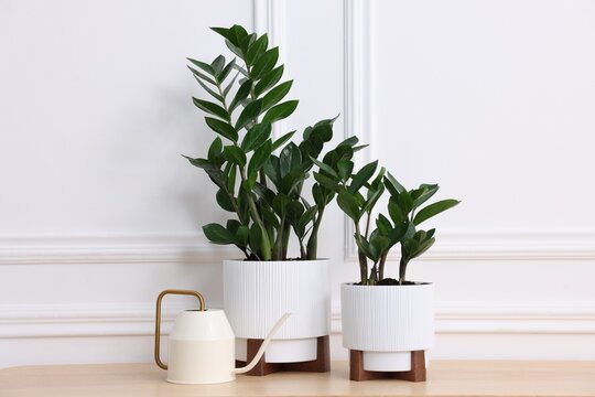 Beautiful potted houseplants and watering can on wooden table near white wall
