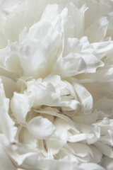 Fototapeta premium Close-Up of a White Peony flowers blooming. Detail macro shot of delicate texture of white peony petals, soft focus. Cloud dancer pantone color of year 2026 stylish flat lay