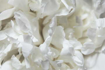 Close-Up of a White Peony flowers blooming. Detail macro shot of delicate texture of white peony...