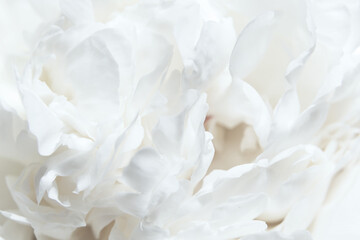 Fototapeta premium Close-up White Peony Blossoms. A soft focus on white peony petals, delicate textures of buds flower, gentle shades, soft focus. Cloud dancer pantone color of year 2026 stylish flat lay