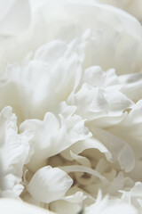 Close-Up of a White Peony flowers blooming. Detail macro shot of delicate texture of white peony...