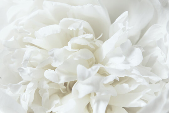 Close-Up of a White Peony flowers blooming. Detail macro shot of delicate texture of white peony petals, soft focus. Cloud dancer pantone color of year 2026 stylish flat lay