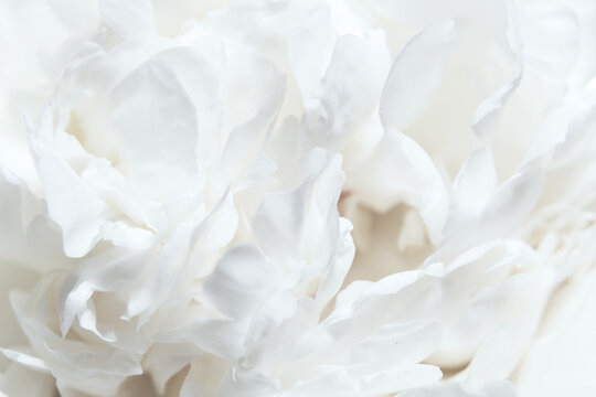 Close-up White Peony Blossoms. A soft focus on white peony petals, delicate textures of buds flower, gentle shades, soft focus. Cloud dancer pantone color of year 2026 stylish flat lay