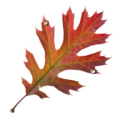 Fototapeta premium Autumn oak leaf with water droplets isolated on transparent background