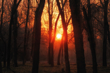 Fototapete bei efototapeten.de bestellen   