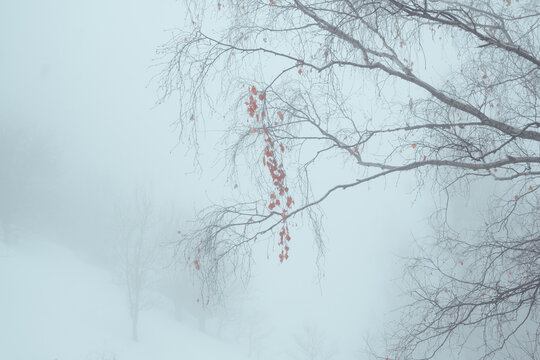 winter landscape with trees in the fog where are the branches of a birch tree, strewn with rare red or orange leaves. 