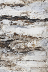 Rustic Wood Texture. Eroded Bark Detail.
