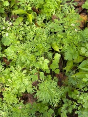 Dense cover of openwork, light green foliage similar to parsley or cilantro with small white flowers. A mixture of live and dry vegetation. Natural grass background.