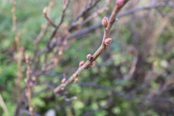 Buds growing on a thin branch in the garden during early spring season in a natural setting