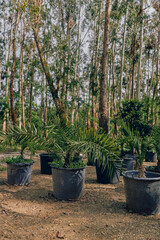 Fototapeta premium Potted palms and garden plants in a nursery, young palm saplings in black pots arranged on soil under tall trees, outdoor horticulture scene for landscaping and nursery stock.