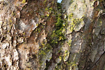 Close view of tree bark showing texture, colors, and growths in a natural setting under daylight