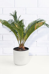 Fototapeta premium sick sago palm cycas revoluta houseplant in white pot