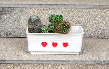 Cacti pot as Valentines day concept