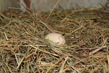 Nest with egg in a pile of hay at a rural farm during daytime