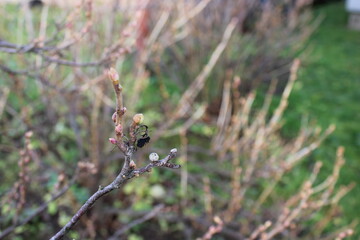 Small insect on a budding branch in a garden during spring season