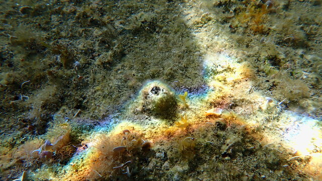 Perforated barnacle (Perforatus perforatus) undersea, Ligurian Sea, Italy, Imperia