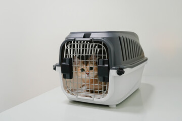 A cat sits inside a transport carrier looking out through the metal bars. The room has white walls and is free of decoration. The atmosphere shows the cat's anticipation of a trip