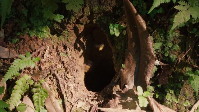 Wild ground-nesting bees flying in and out of a small forest burrow surrounded by ferns, leaves, and moist soil, captured in soft sunlight with natural motion and earthy detail.