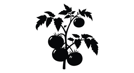 Tomato plant with ripe tomatoes isolated on white background silhouette