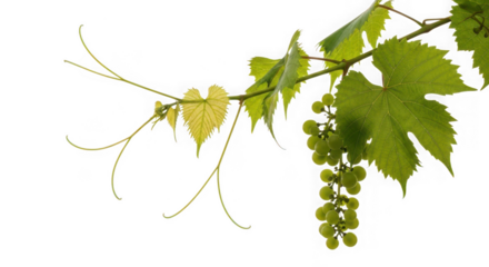 Fresh green grape vine branch young leaves developing fruit clusters, isolated on transparent background