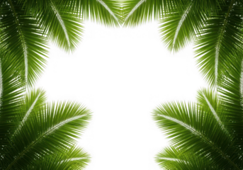 Lush green palm fronds a natural frame ample copy space, isolated on transparent background