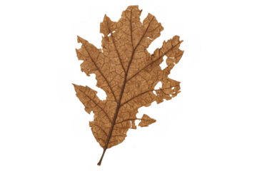 Dry oak leaf isolated on a transparent background, showing autumn colors, natural decay, and the changing seasons