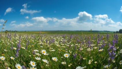 A serene field of colorful wildflowers captured with shallow depth of field under a blue sky