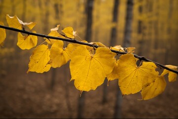 Obraz premium Close-up of radiant golden autumn leaves vibrantly clinging to a delicate branch, bathed in soft natural light, highlighting the exquisite beauty of the changing season