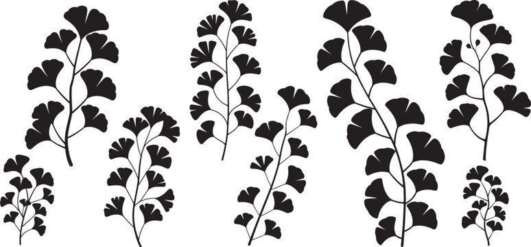 Set of ginkgo plant silhouettes. Leaves and branches.  isolated on white background. Vector illustration