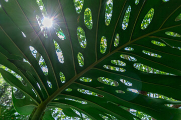 A large Monstera leaf seen from below, illuminated by sunlight filtering through the plant's natural folds, creating a soft flare and organic patterns of light and shadow. 