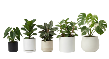 Serene collection of houseplants in minimalist pots creating a refreshing indoor ambience