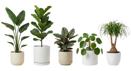 Collection of lush indoor plants displayed against an isolated transparent setting highlighting