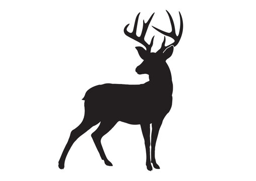 Whitetail Buck Full Body Silhouette, Whitetail Deer Vector Illustration
