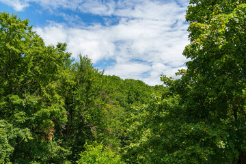 tree tops in green forest create a beautiful background with blue sky and white clouds