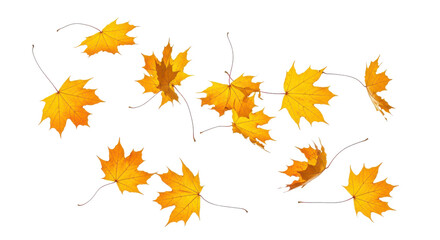 Fototapeta premium A set of vibrant red, orange and yellow autumn maple leaves isolated on transparent background. Fall designs. Thanksgiving themes, backgrounds, and patterns.