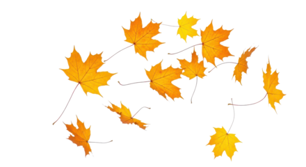 A set of vibrant red, orange and yellow autumn maple leaves isolated on transparent background. Fall designs. Thanksgiving themes, backgrounds, and patterns.