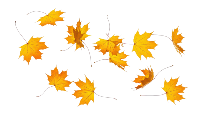 A set of vibrant red, orange and yellow autumn maple leaves isolated on transparent background. Fall designs. Thanksgiving themes, backgrounds, and patterns.