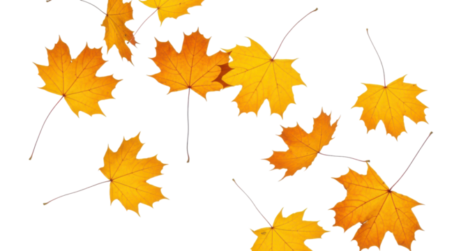 A set of vibrant red, orange and yellow autumn maple leaves isolated on transparent background. Fall designs. Thanksgiving themes, backgrounds, and patterns.