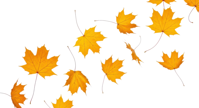 A set of vibrant red, orange and yellow autumn maple leaves isolated on transparent background. Fall designs. Thanksgiving themes, backgrounds, and patterns.