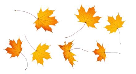 A set of vibrant red, orange and yellow autumn maple leaves isolated on transparent background. Fall designs. Thanksgiving themes, backgrounds, and patterns.