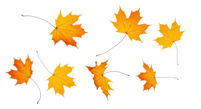 A set of vibrant red, orange and yellow autumn maple leaves isolated on transparent background. Fall designs. Thanksgiving themes, backgrounds, and patterns.